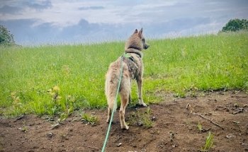 Dog.Human.Competence