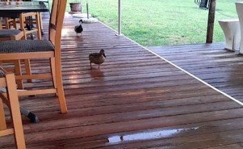 Seerose Restaurant mit Badestrand