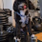 PERSONAL FITNESS TRAINER WIEN - CERTIFIED PERSONAL TRAINER VIENNA