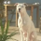 Hundepsychologie n.TR Peter Haller