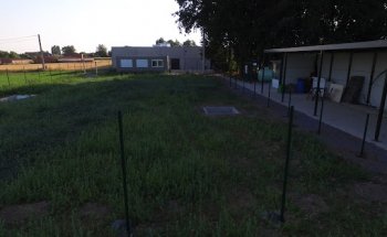 De Schierveldsepolitiehond