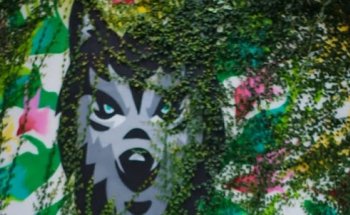 Box Wolf 68 - Cross Training