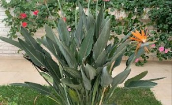 Studio Marcia Camargo