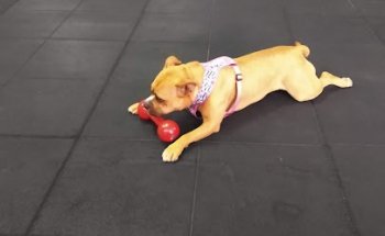 Wod Fitness - Centro de Treinamento