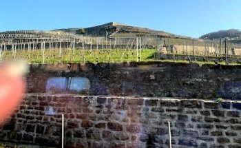 FC Vignoble - Terrain des Ruvines