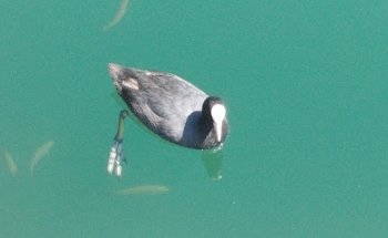 SCCM Scuola Canottaggio Caslano e Malcantone