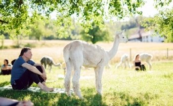 Alpaka Yoga in Zürich
