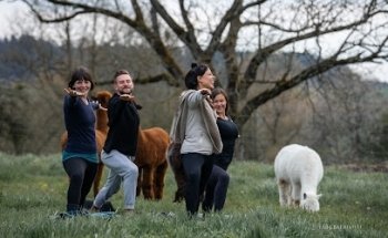 Alpaka Yoga Wengi bei Büren