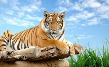 Kampfsportschule Aarau - Karate, Kobudo, Qi Gong, Tai Chi, Meditation, Yoga