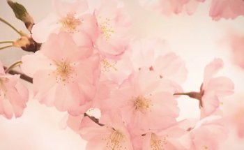 Online Yoga Freude, Glück & Happiness