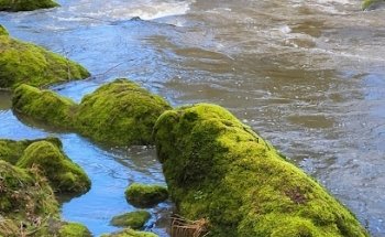 S.E.E.D yoga & ayurveda