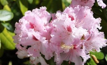 Center Christian Piaget