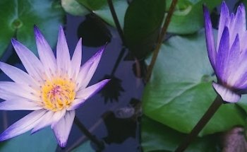 Yoga & Sein, Barbara Dähler