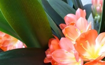 Andrea Hauser Yoga in Schaffhausen