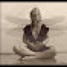 Les Libellules Intuitives