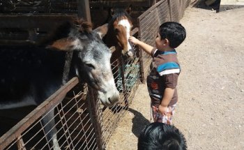 Club de Rodeo de Alto Hospicio