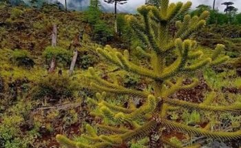 Polideportivo Ernesto Becerra Maricoy