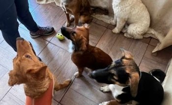 Entrenamiento de Perros WilDogCl Antofagasta