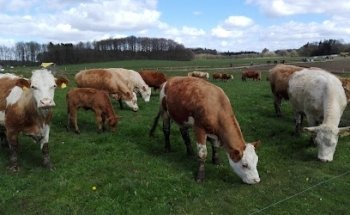 Rydskovgård v/Anne Mette Riber og Lars Qvist Ibsen