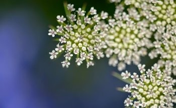 Frederiksberg have yoga