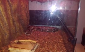 Cobra Gymnastics Club