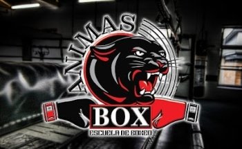 Escuela de box animas