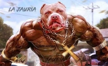 PIT BULL'S GYM