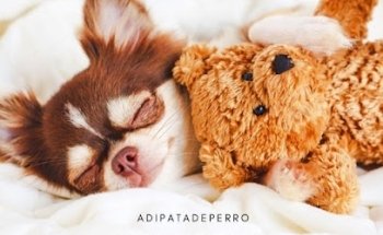 Hotel canino y guarderia Adi Pata De Perro