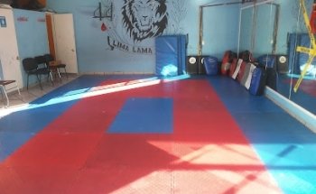 Ludus lion boxing
