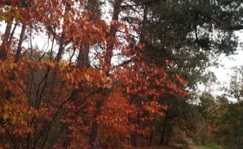 Speuren Vrachelse Heide