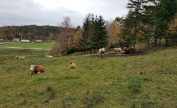 Lugna Hälsotjänster AB