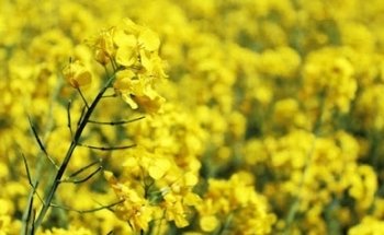 Rosalilya friskvård