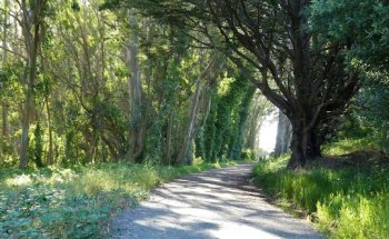 Old Guadalupe Ridge Trail
