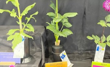 Union County Family YMCA