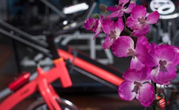 Everything Physical Plus