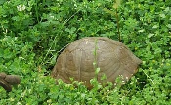 Timberbrook HOA Pool