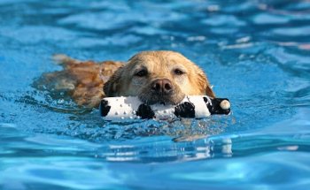 Doggy Paddle Aquatic Center For Dogs
