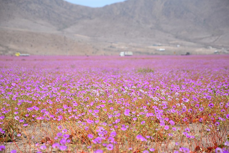 Flores del desierto de Atacama: la belleza oculta de nuestro país