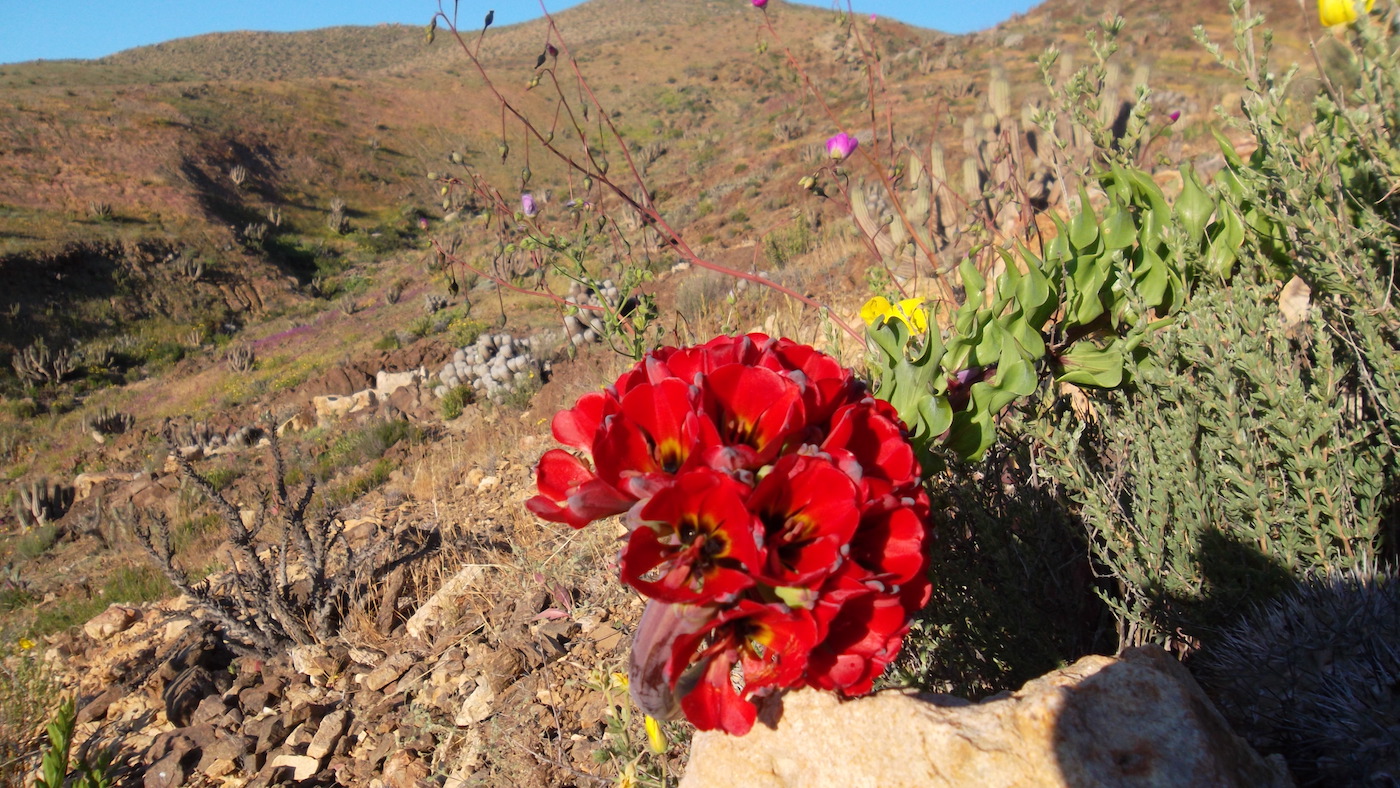 Flores del norte de Chile: Descubre las bellezas únicas de la flora desértica chilena