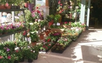 Floristería Jericó Purullena | Flores a domicilio 24 h