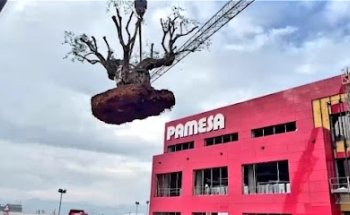 Achilea. Floristería y Jardinería