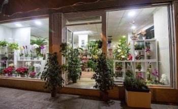 Floristería en Torrevieja - Martí