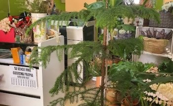 Eva Domínguez Floristería