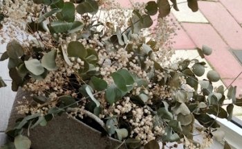 Floristería la Camelia