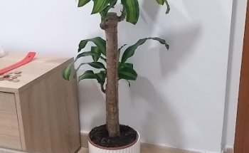 Punt Verd Plantes i Flors