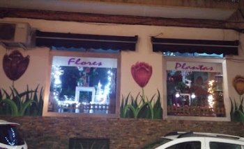 Paco Sanz Flores Plants