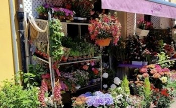 Floristeria Violette