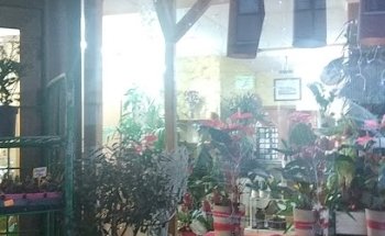 La Flor de Lis Benavente