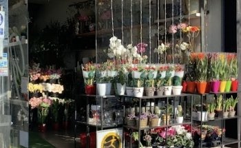 Floristería Alberto Francia