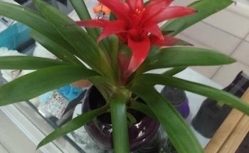 Floristería Catro Camiños